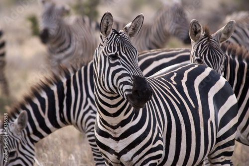 Board z aluminiowym obramowaniem Zebra