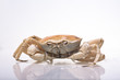 Crab isolated on white background