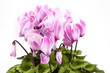 Detail of pink and white cyclamen isolated on white background