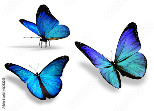 Fotografie, Obraz Three blue butterfly, isolated on white background