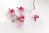 Fototapeta Panele - pink orchid