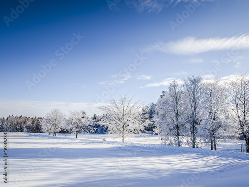 Plissee mit Motiv - winter scenery (von magann)