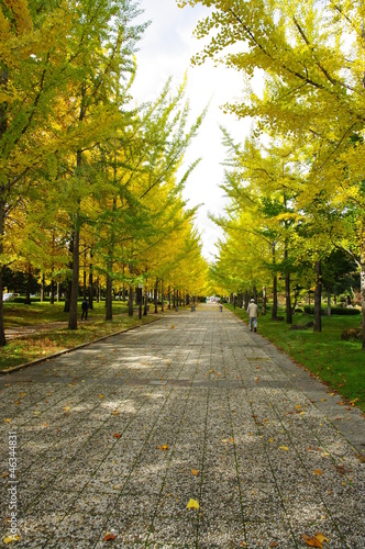 Board z aluminiowym obramowaniem Tendo gingko linia drzew