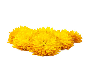 Poster - yellow chrysanthemum isolated