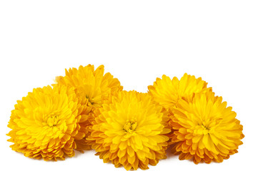 Poster - yellow chrysanthemum isolated