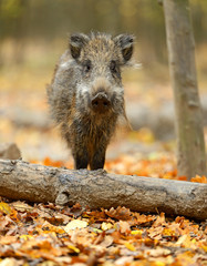 Wall Mural - wild pig
