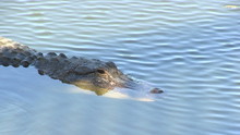 Swimming Alligator