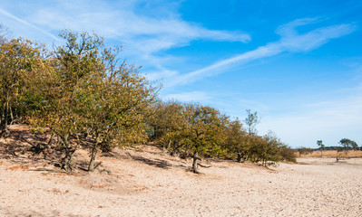 Wall Mural - Dune landscape in autumn colors