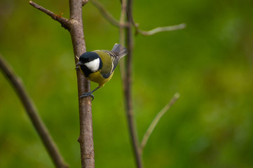 Sticker - Tit - Parus major