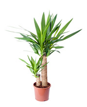 Yucca, House Plant In A Pot