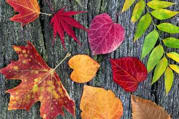 Fotomurales - abstract background of autumn leaves.