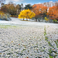 Wall Mural - The first snow in the autumn park.