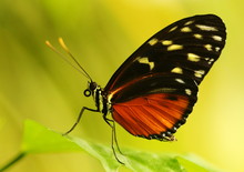 South American Harmonia Tiger Wing Butterfly