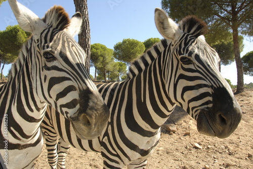 Board z aluminiowym obramowaniem Zebra