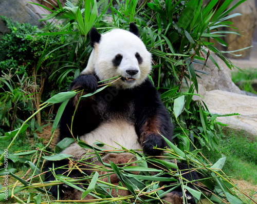 Board z aluminiowym obramowaniem Gigantyczna panda jedząca bambus