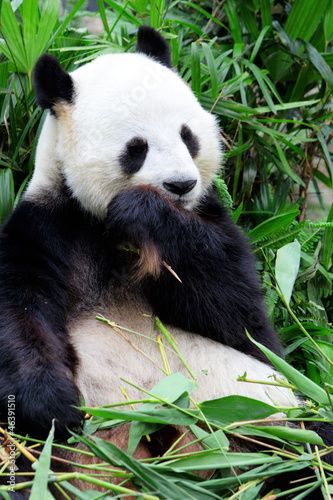 Board z aluminiowym obramowaniem Gigantyczna panda jedząca bambus