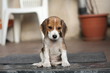 © Sandra Kemppainen - Beagle puppy