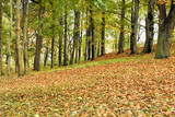 Fototapeta  - Jesień w lesie