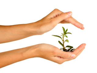 Poster - woman's hands are holding a money tree