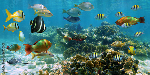 Naklejka ścienna Panorama in a coral reef with shoal of fish