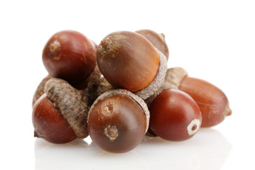 Poster - brown acorns, isolated on white