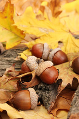 Wall Mural - brown acorns on autumn leaves, close up