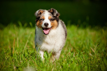 australian shepherd puppy running