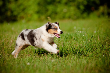 Wall Mural - australian puppy running outdoors in summer