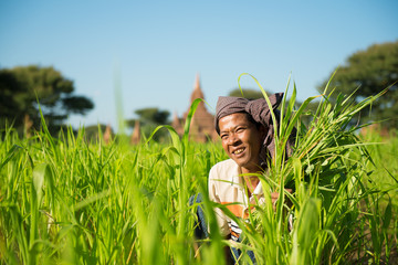 Burmese male farmer