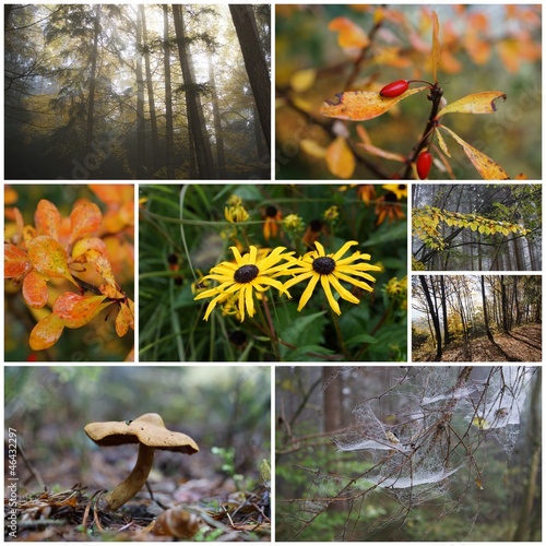 Collage von verschiedenen Wald-Fotos © Arnold