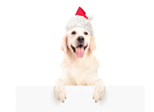 Labrador Retriever With Christmas Hat Posing On A Panel
