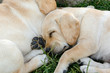 cucciolo di labrador che dorme sull'erba