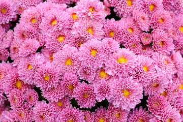 pink chrysanthemum