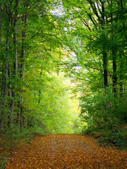 Fototapete - Waldlichtung