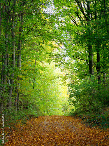 Naklejka ścienna Waldlichtung