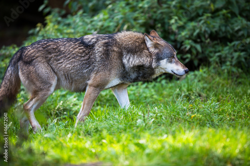 Plakat na papierze fotorealistycznym Szary / eurazjatycki wilk (canis lupus)
