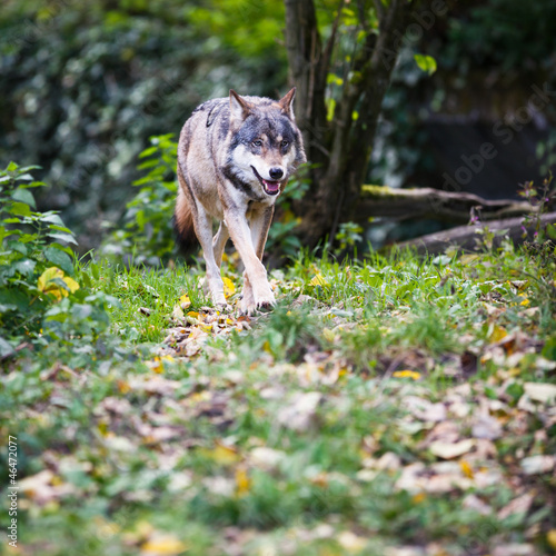 Plakat na papierze fotorealistycznym Szary / eurazjatycki wilk (canis lupus)