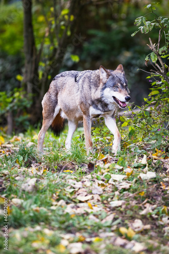 Plakat na papierze fotorealistycznym Szary / eurazjatycki wilk (canis lupus)
