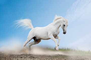 Fotoroleta piękny wyścigi konne góra energiczny