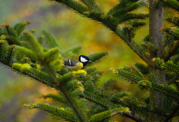 Sticker - Tit - Parus major