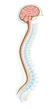 Human Brian With Spinal Cord And Spinal Column