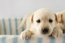 Puppy In Basket - Portrait Of Cute Labrador Puppy