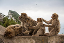Apes Of Gibraltar