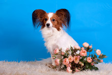 Papillon, (Continental Toy Spaniel), Female On Blue