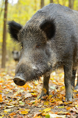 Wall Mural - Wild pig