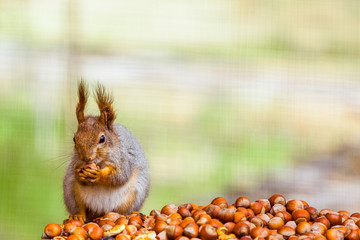 Photo of squirell eating nut