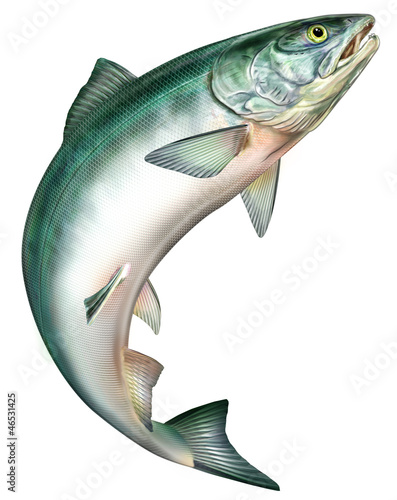 無料イラスト画像 50 素晴らしい魚 跳ねる イラスト