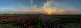 Fototapeta  - field of roses