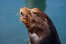 Sea Lion In Morro Bay, California, USA