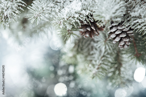 Fototapeta na wymiar Fir branch on snow